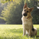 Image for article titled Dogs And Humans Process Speech In Remarkably Similar Ways